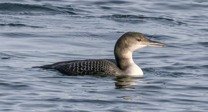 Great Northern Diver
