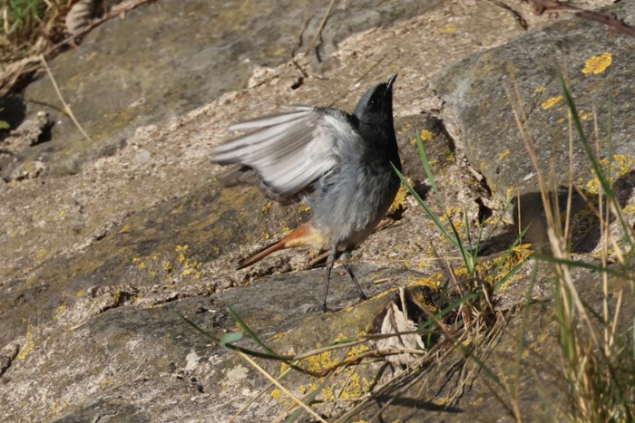 Black Redstart