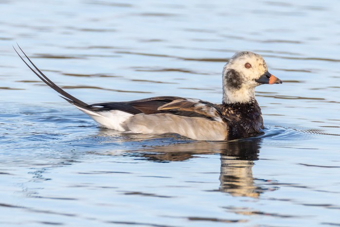 Long-tailed Duck