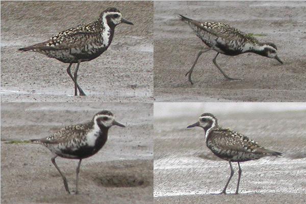 Pacific Golden Plover