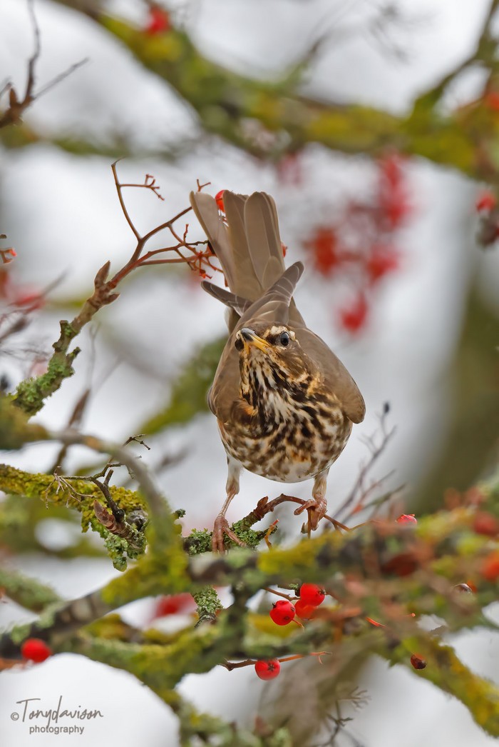 Redwing