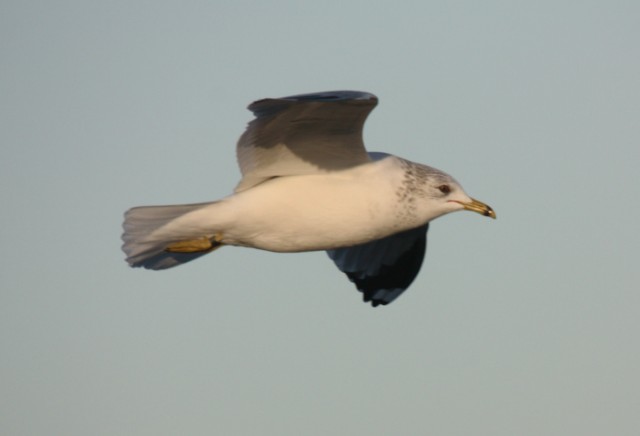Ring-billed x Common Gull hybrid