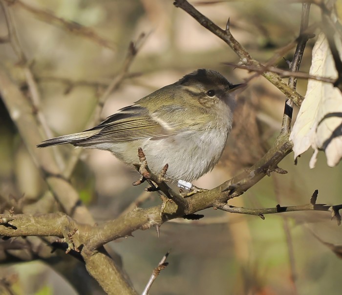 Hume's Warbler