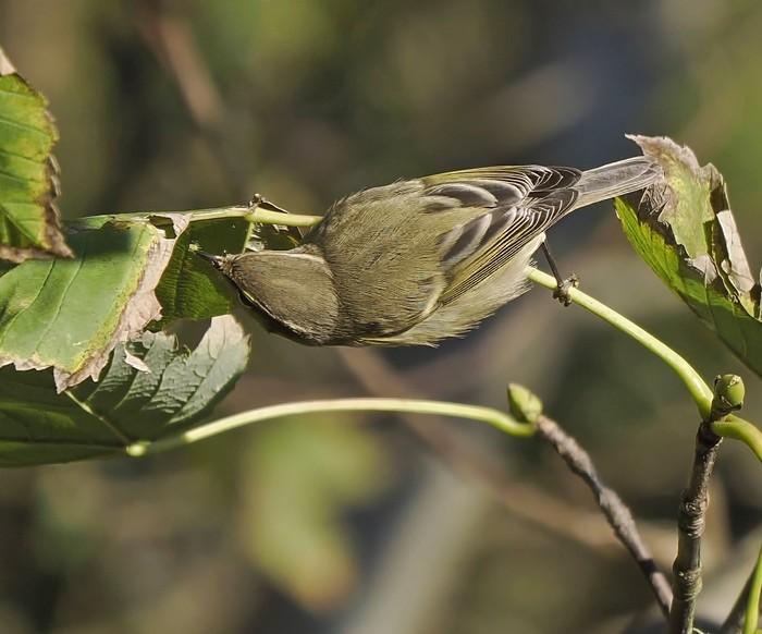 Hume's Warbler