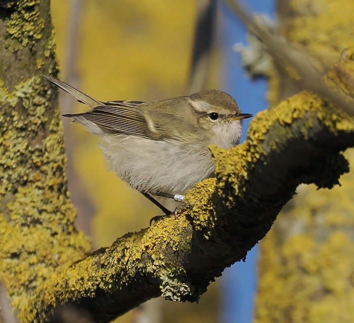Hume's Warbler