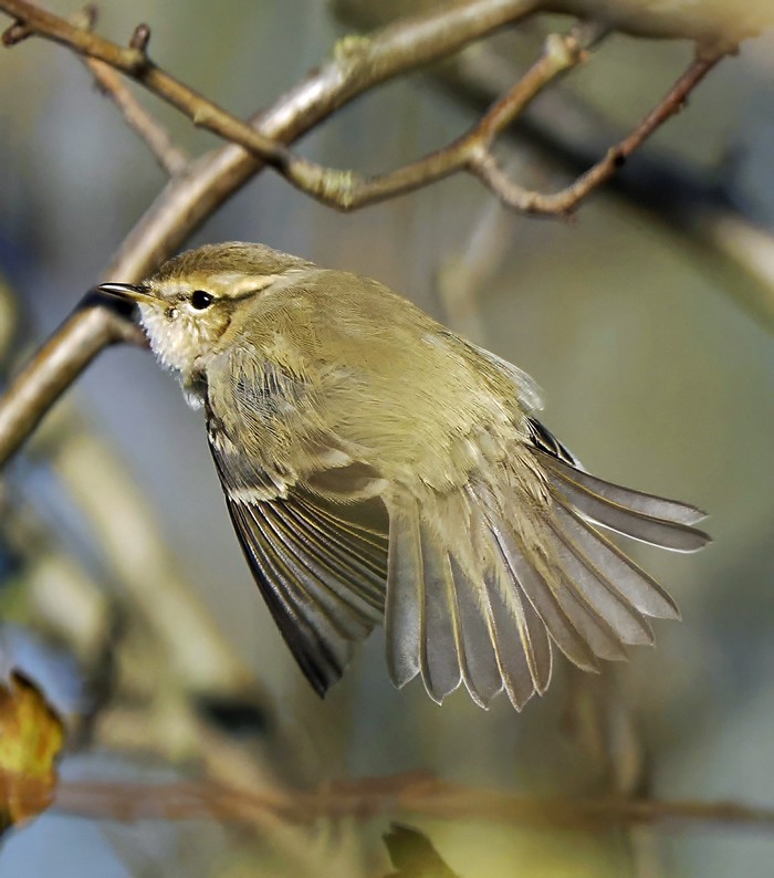 Hume's Warbler