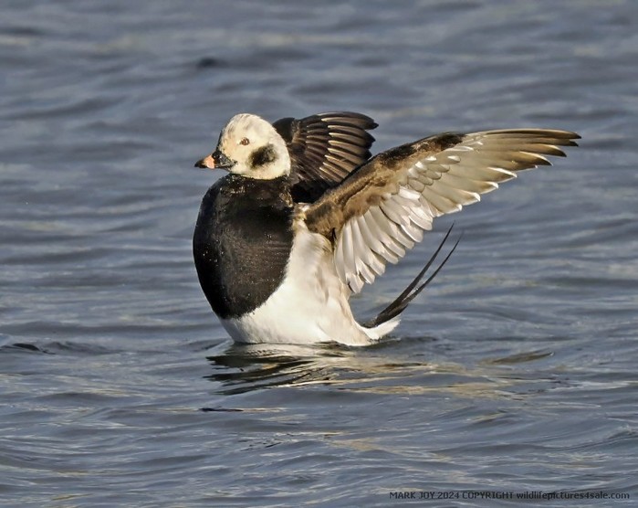 Long-tailed Duck