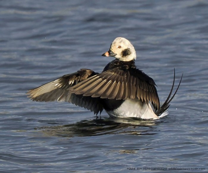 Long-tailed Duck