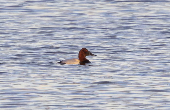 Canvasback