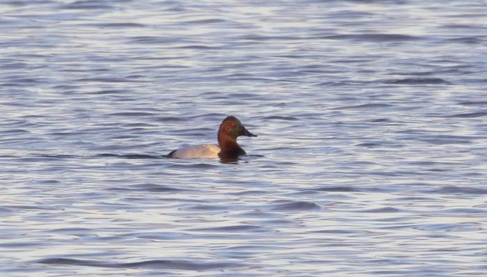 Canvasback