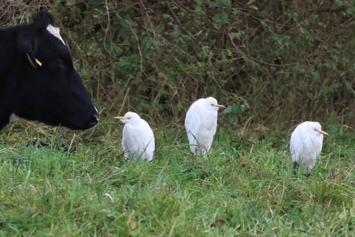 Cattle Egret