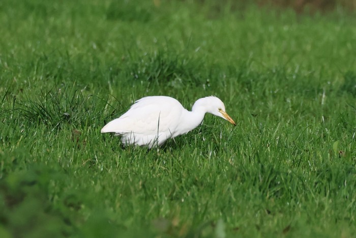 Cattle Egret