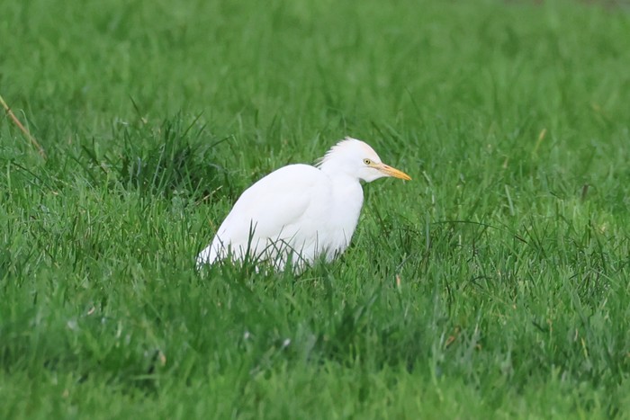 Cattle Egret