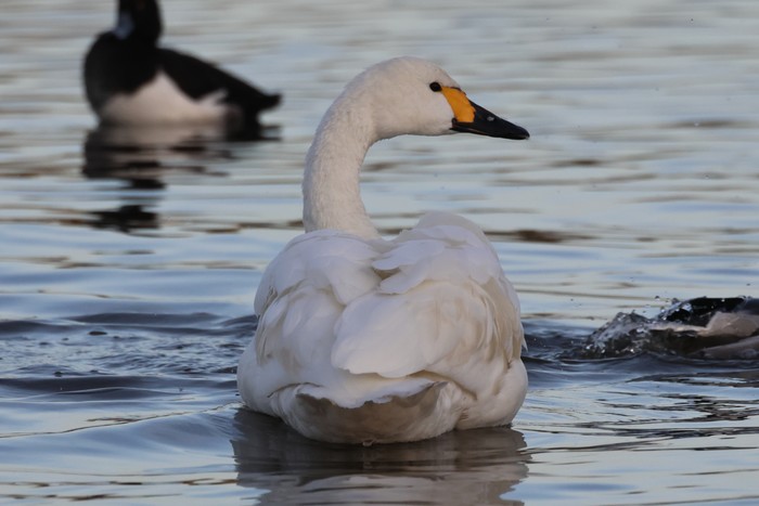 Bewick's Swan