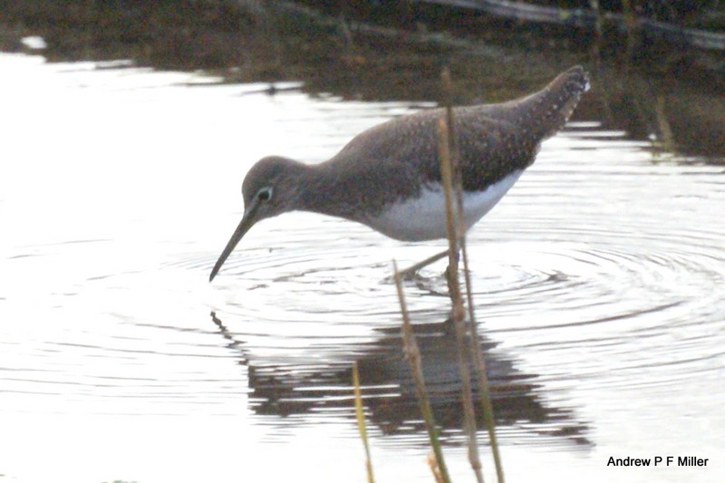 Green Sandpiper