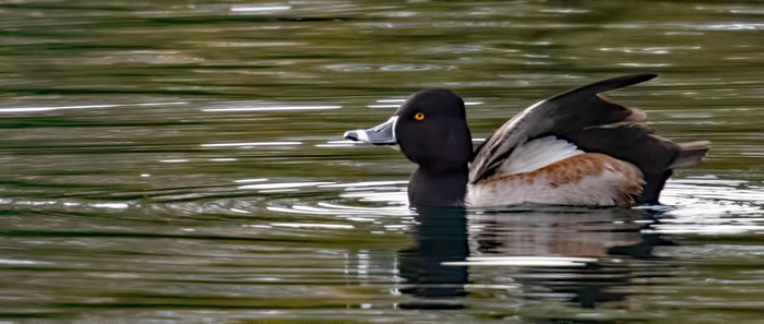 Ring-necked Duck