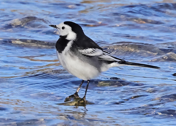 Pied Wagtail