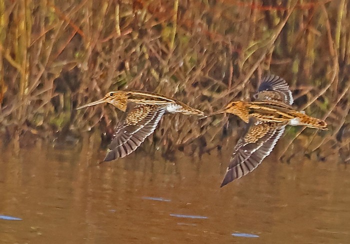 Snipe