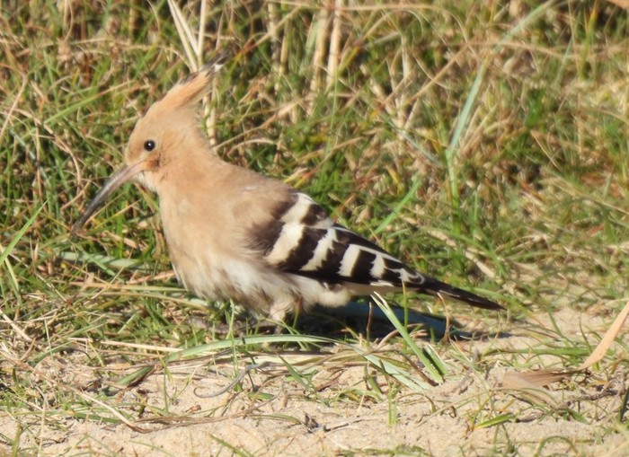 Hoopoe