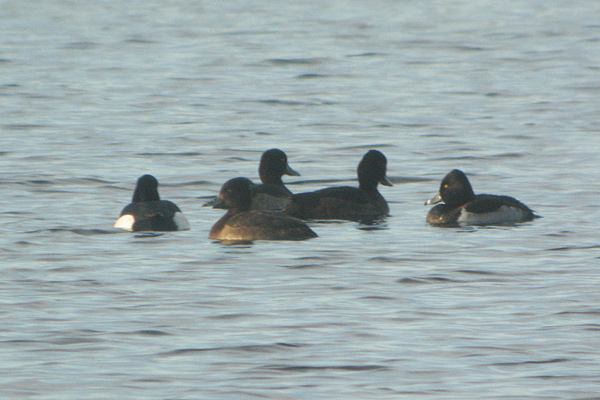 Ring-necked Duck