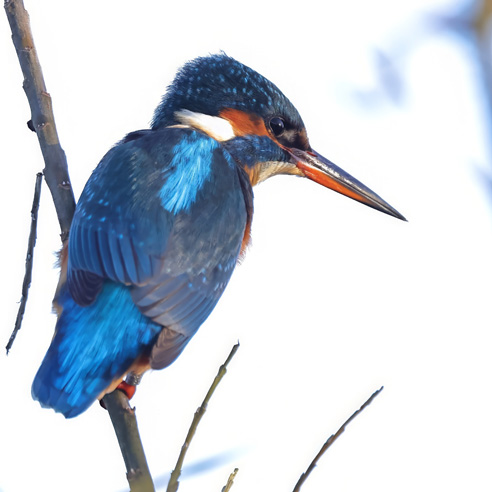 Kingfisher