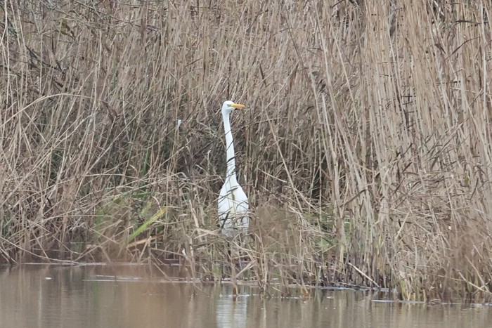 Great White Egret