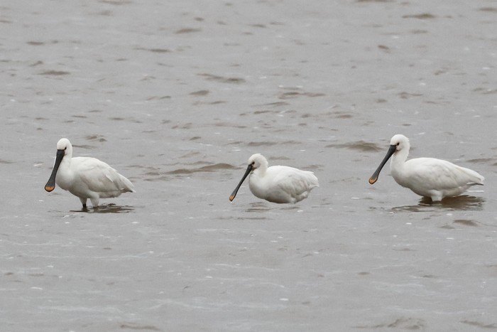 Spoonbill
