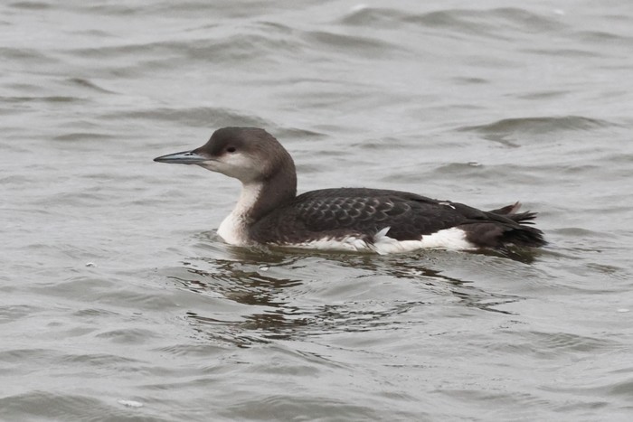 Black-throated Diver