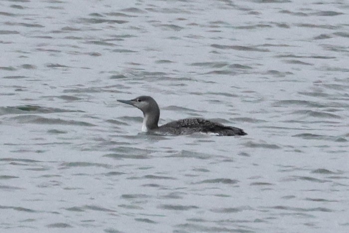Red-throated Diver