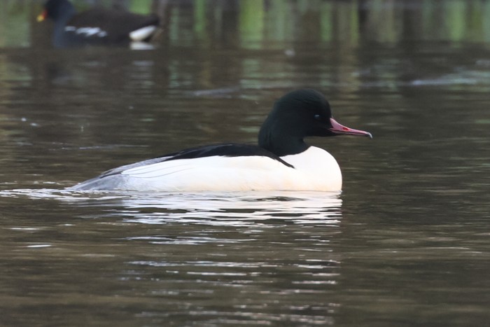 Goosander
