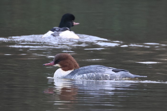 Goosander
