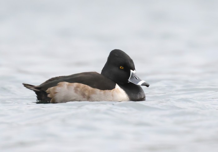 Ring-necked Duck