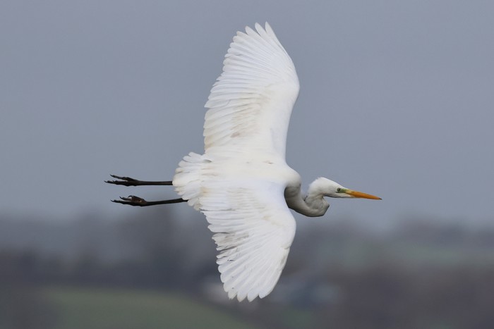 Great White Egret