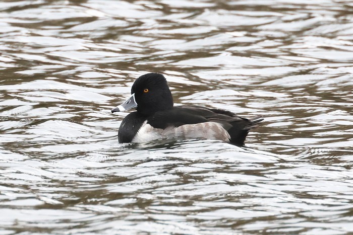 Ring-necked Duck