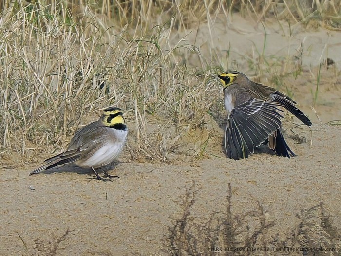 Shorelark