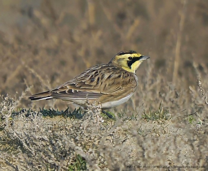 Shorelark