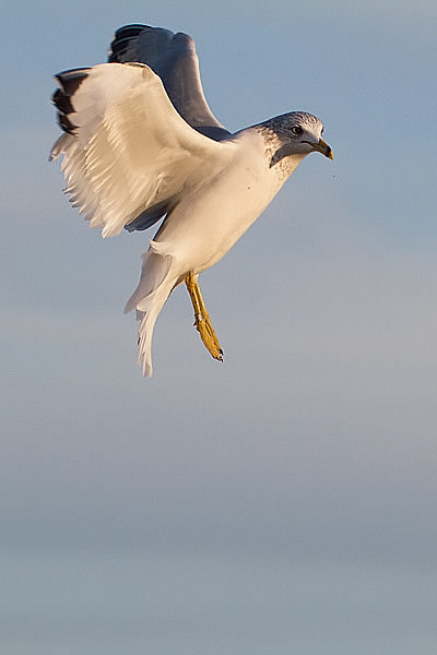 Ring-billed x Common Gull hybrid