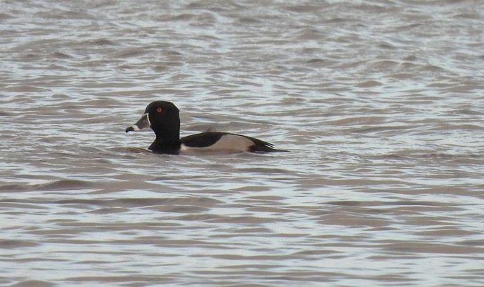 Ring-necked Duck