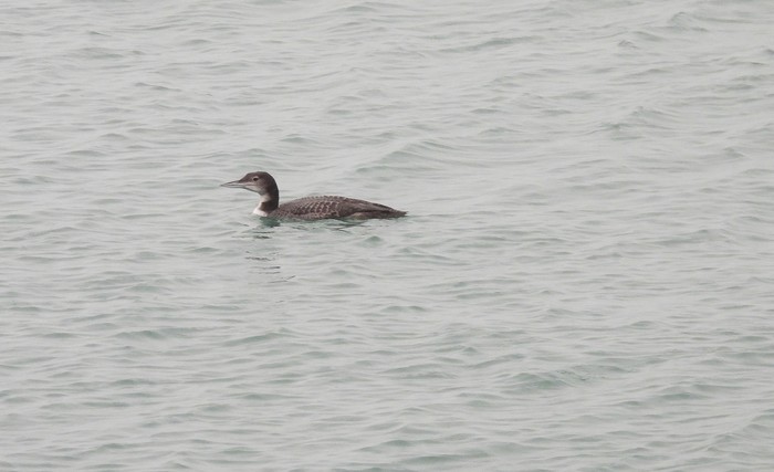 Great Northern Diver