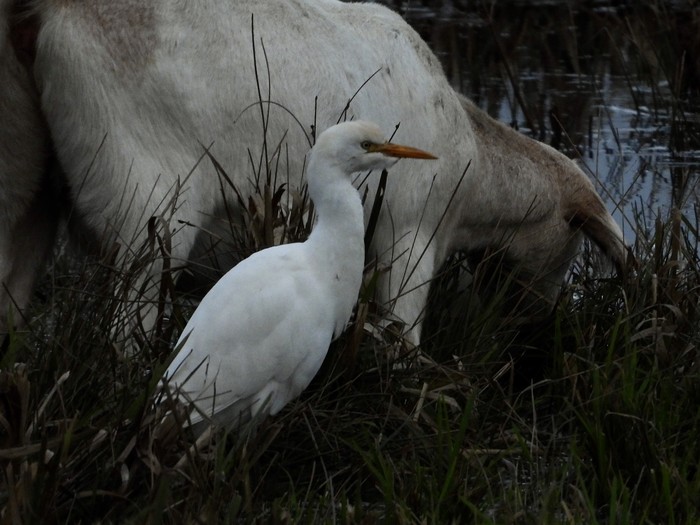 Cattle Egret