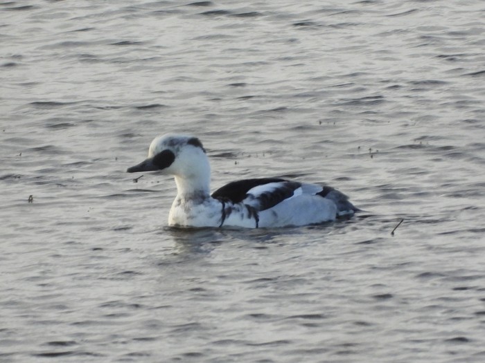 Smew