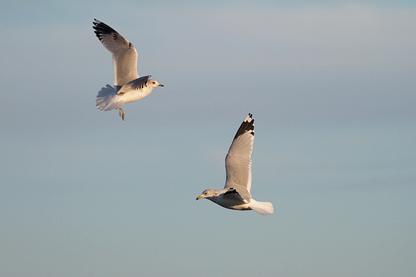 Ring-billed x Common Gull hybrid (+ Common Gull)