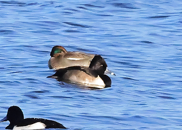 Ring-necked Duck