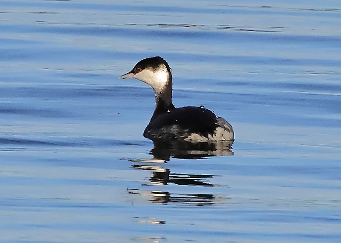 Slavonian Grebe