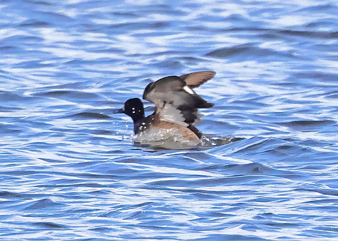 Lesser Scaup