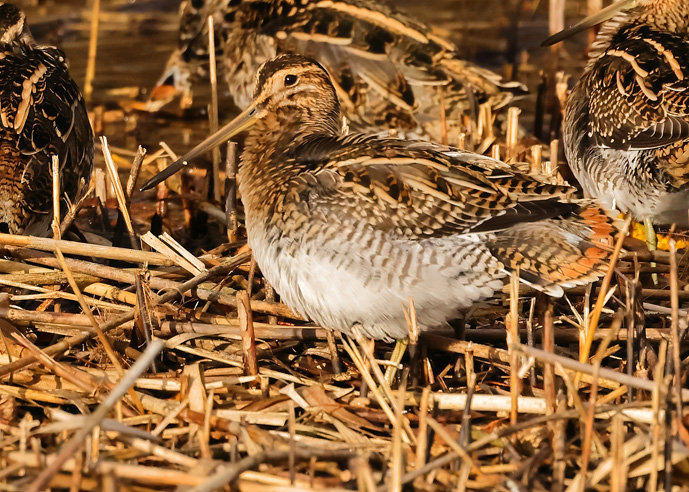 Snipe