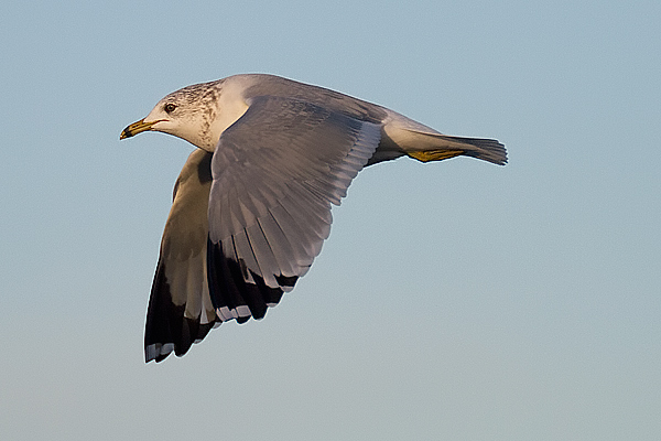 Ring-billed x Common Gull hybrid