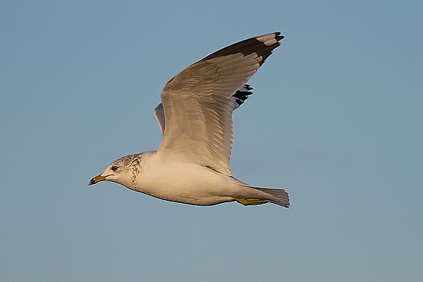 Ring-billed x Common Gull hybrid