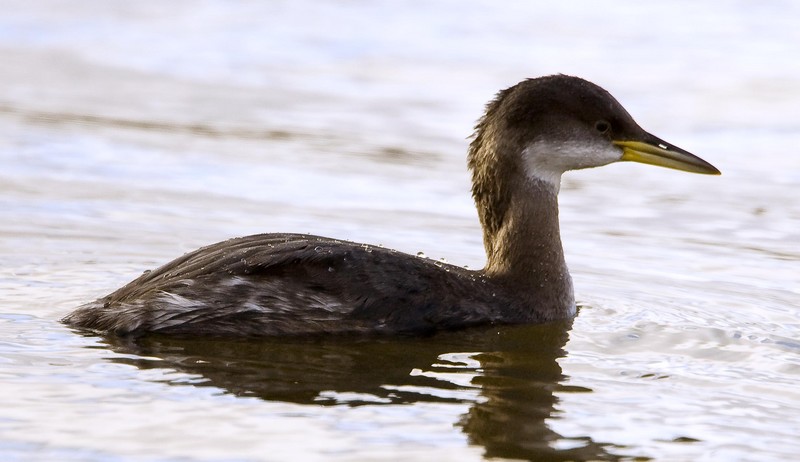 Red-necked Grebe