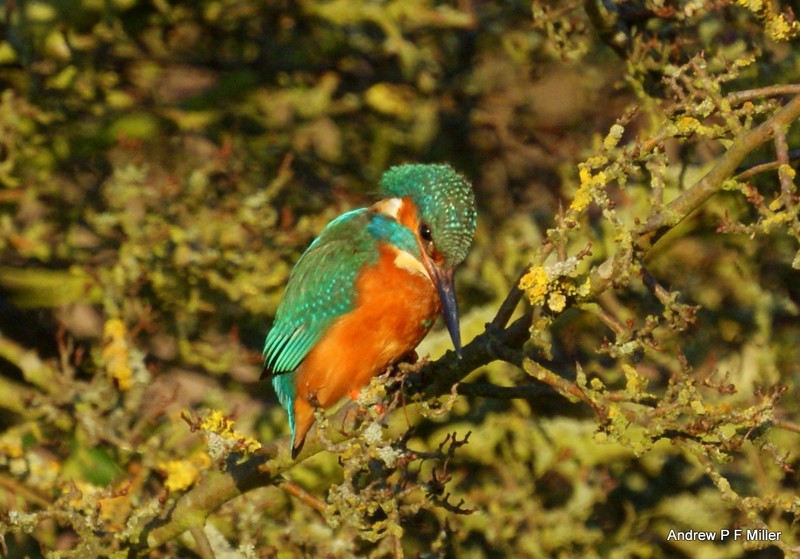 Kingfisher